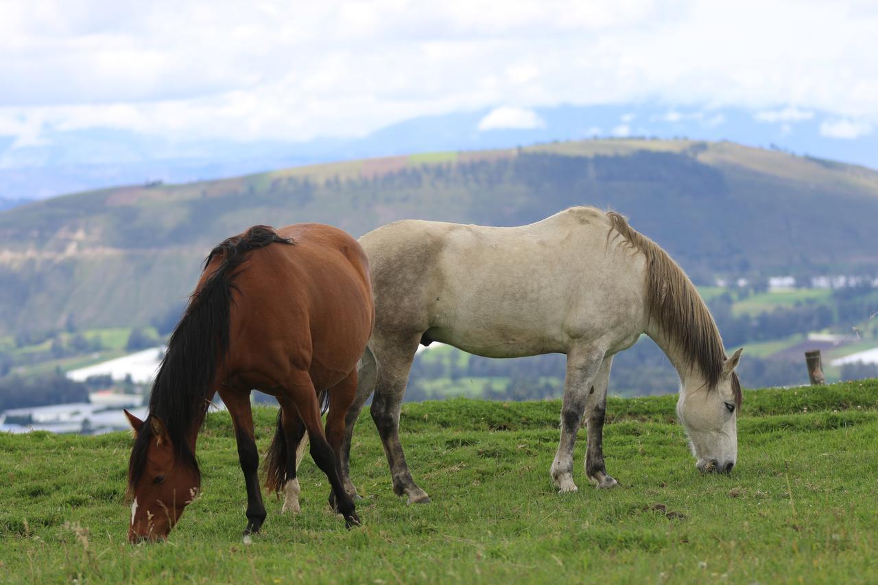 Hosteria Loma Larga Cayambe Εξωτερικό φωτογραφία