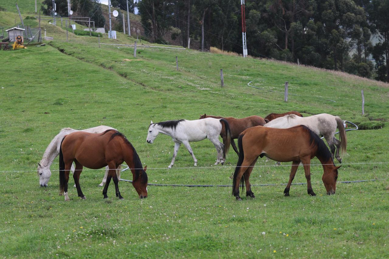 Hosteria Loma Larga Cayambe Εξωτερικό φωτογραφία